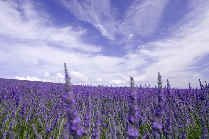 PurpleLavender——法國洗護品牌，加盟開啟甜蜜事業(yè)